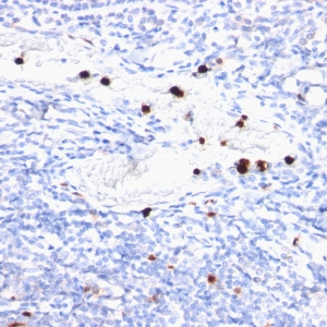Myeloid-Associated Differentiation Marker (MYADM); Clone MYADM/972 (Concentrate)